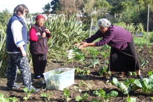 A group of women gather vegatables from a community garden