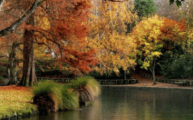An image of the Avon River in Hagley Park, Christchurch